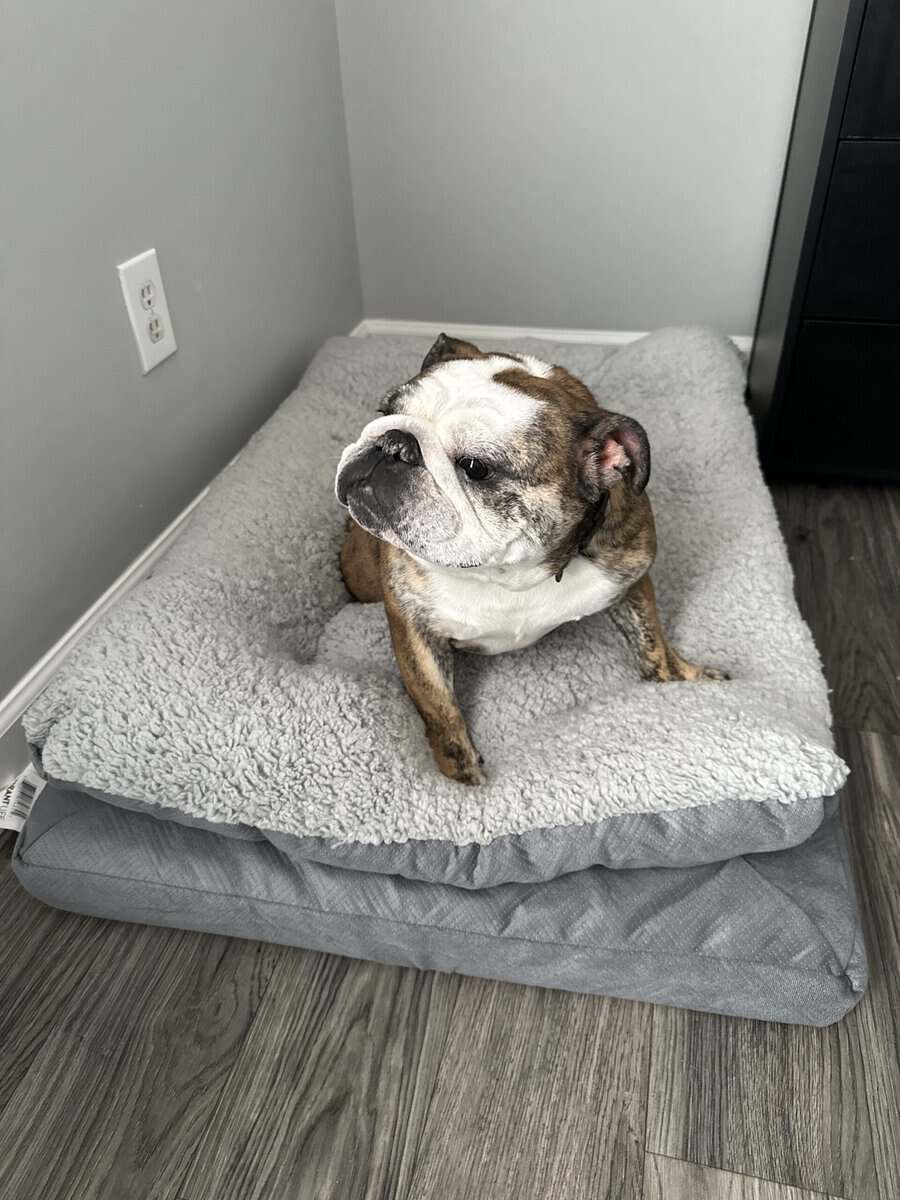 Female English bulldog for sale image 3