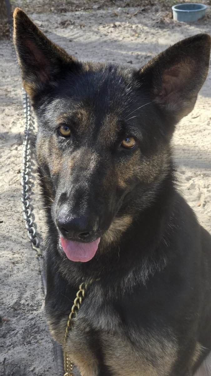 German Shepherd female image 3