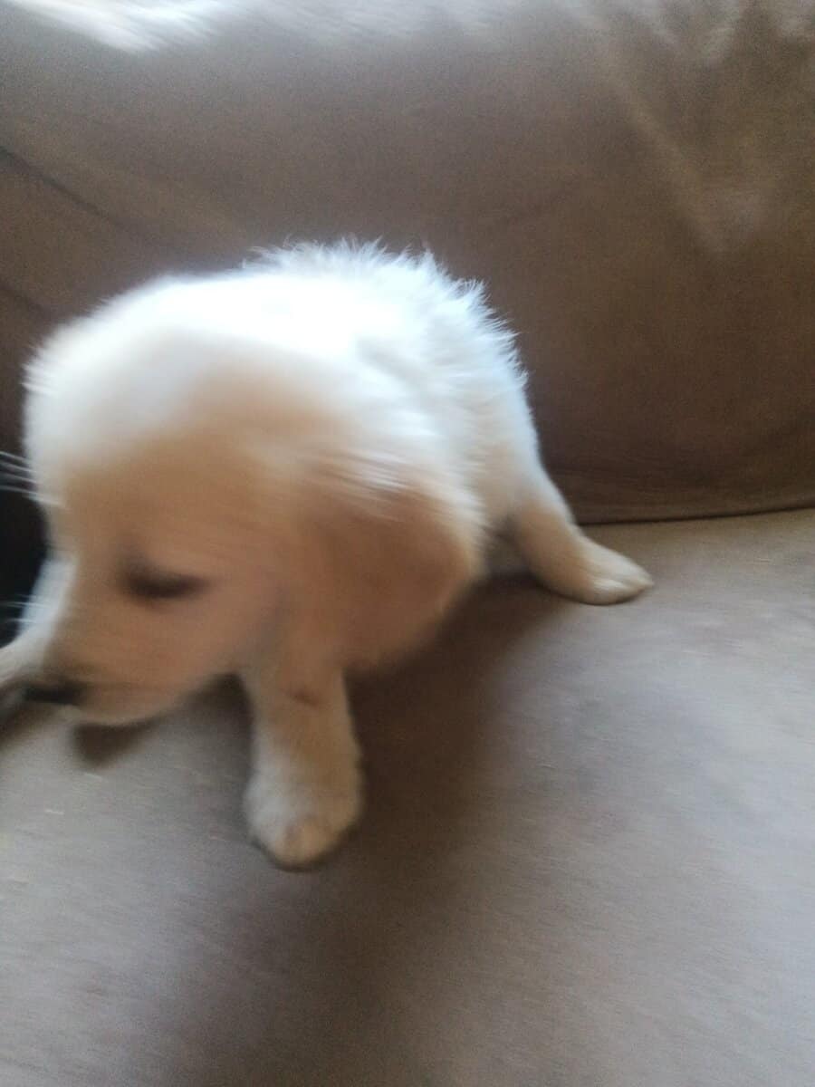 Golden retriever puppies image 7