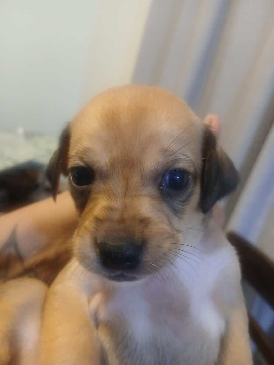 ☆ ☆ CHRISTMAS PUPPIES ☆ ☆《Ridgeback/Terrier》 image 1
