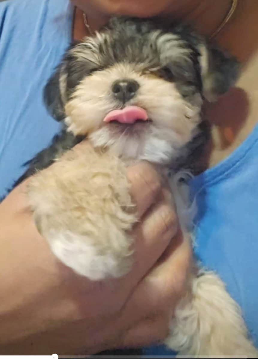 Parti Yorkie needs furever home image 2
