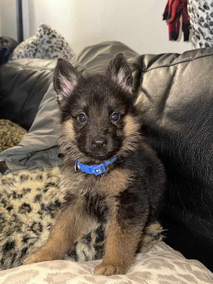 AKC purebred German Shepherd puppies image 3