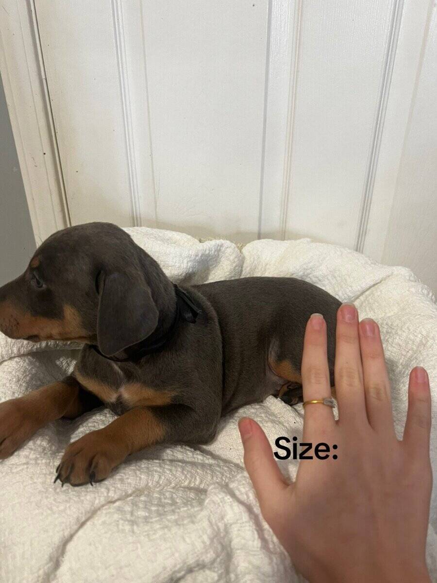 🔥 Rare Exotic Dober Bullies – Stunning Tri-Color image 9