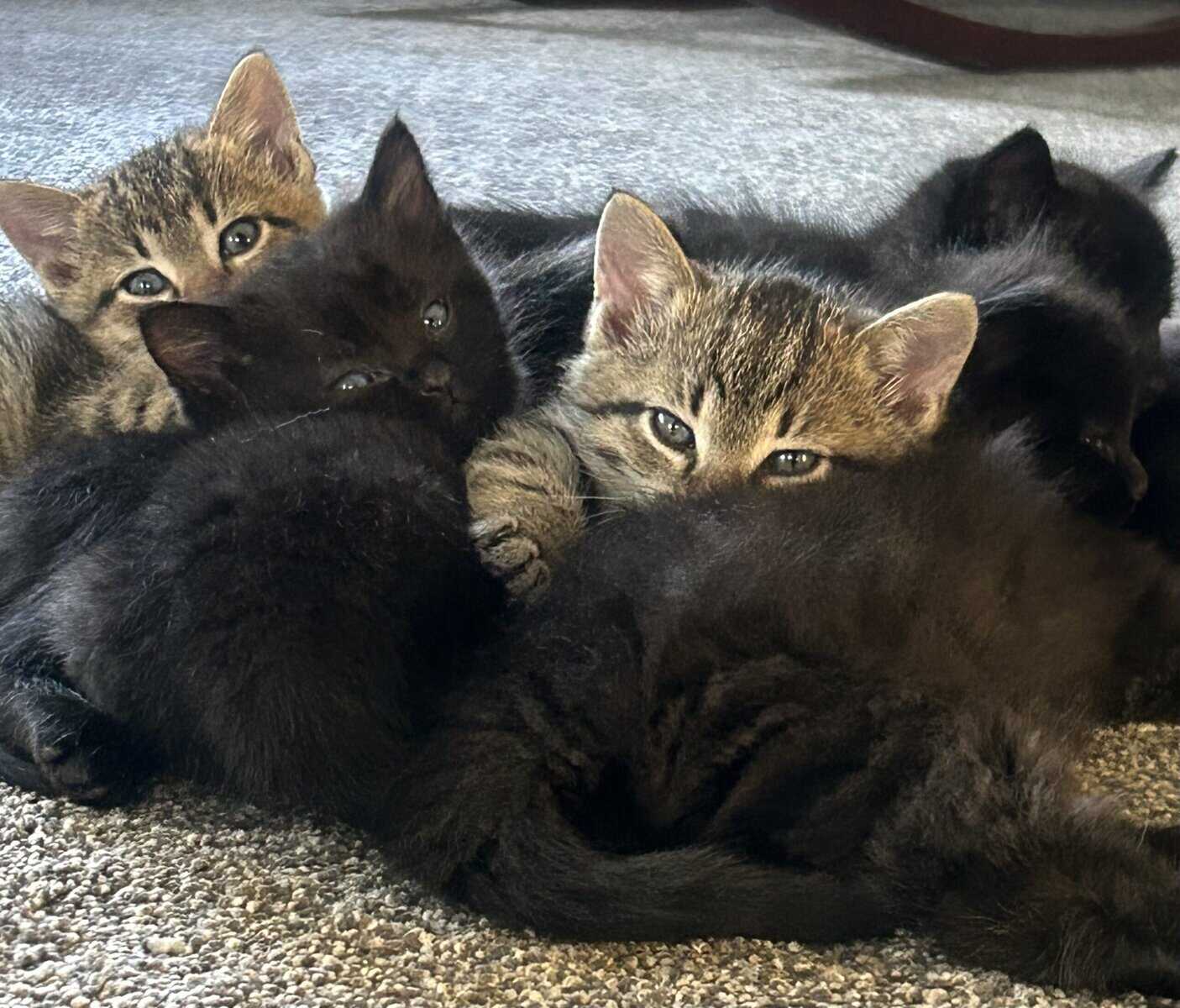 Kittens, Deerbrook, Wi $15 image 1