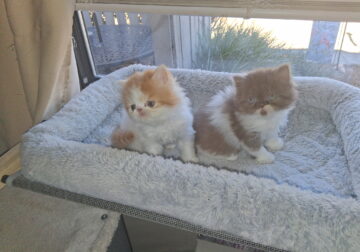 Sweet orange and white Angel