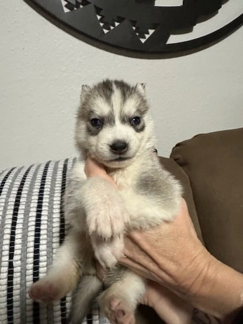AKC Champion Bloodlines Siberian Husky Puppies image 5