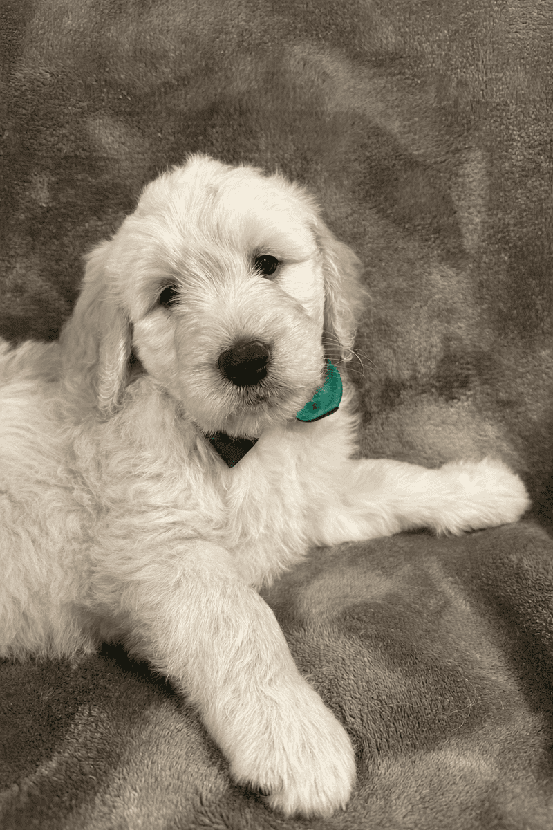 Goldendoodle Puppies Ready to go home! image 1