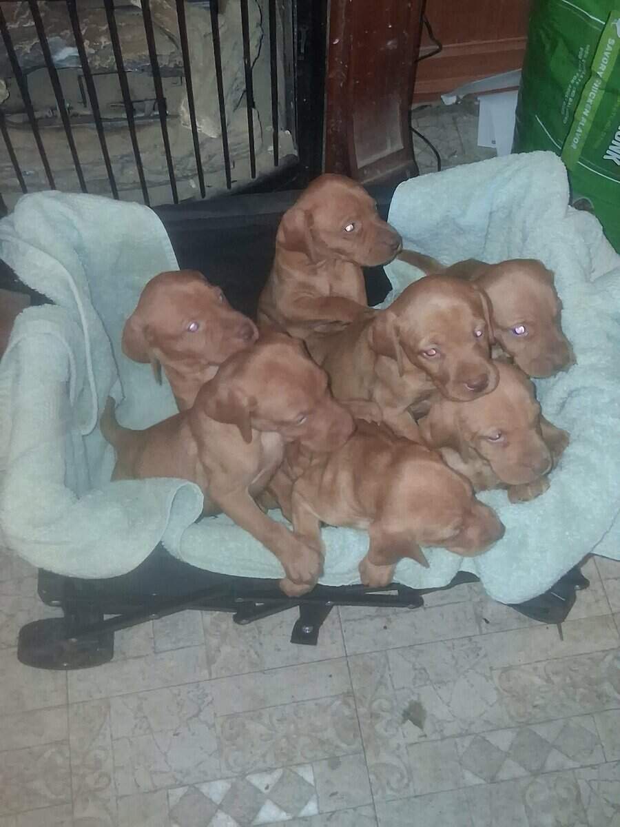 Vizsla puppies image 1