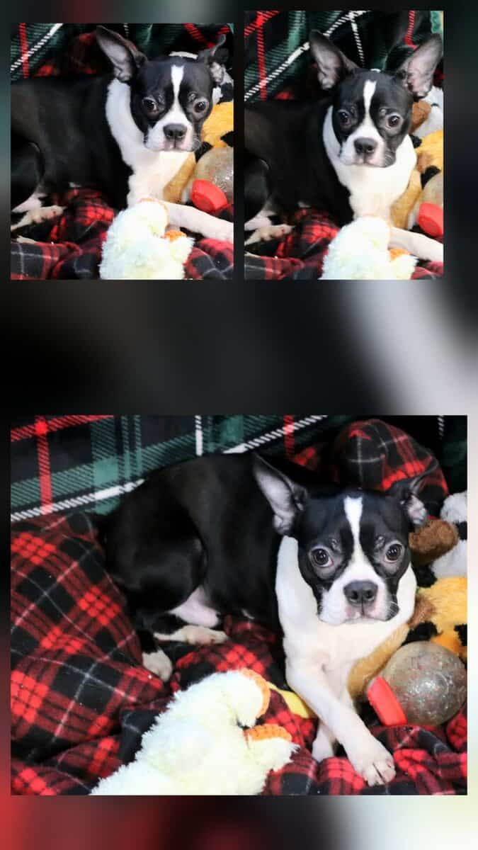CKC Boston Terrier puppies image 4