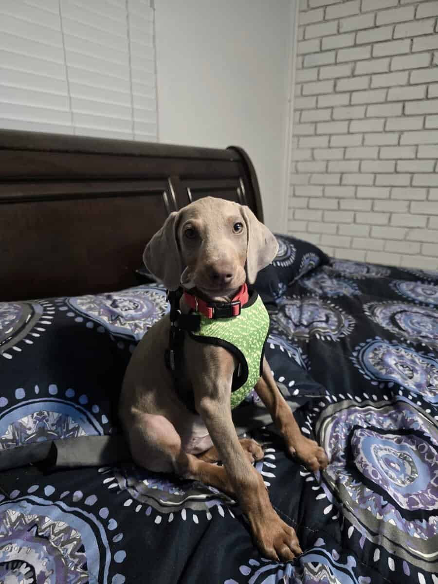 Weimaraner doberman image 2