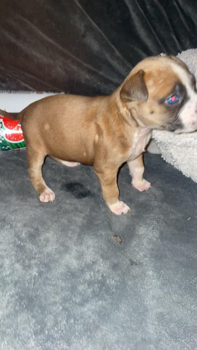 PUPPY GIRL FEW WEEKS OLD image 1