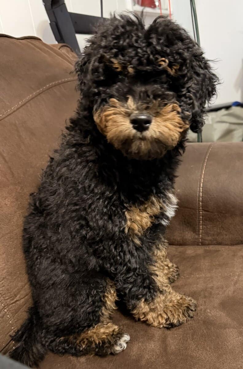 F1b Mini Goldendoodle puppy image 3