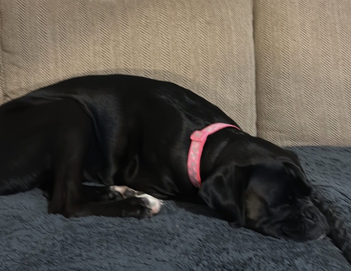 AKC registered boxer, spayed, good with kids image 2