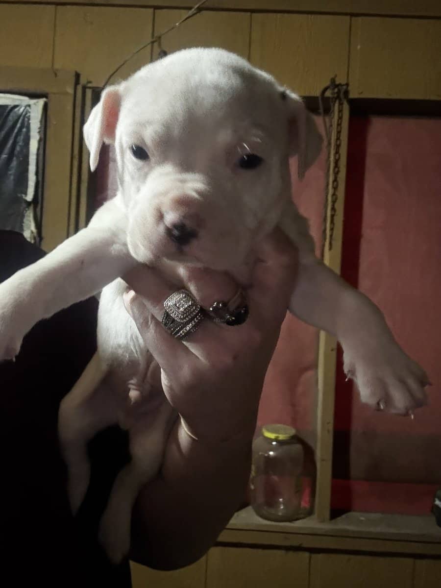 American Bully Pups image 5