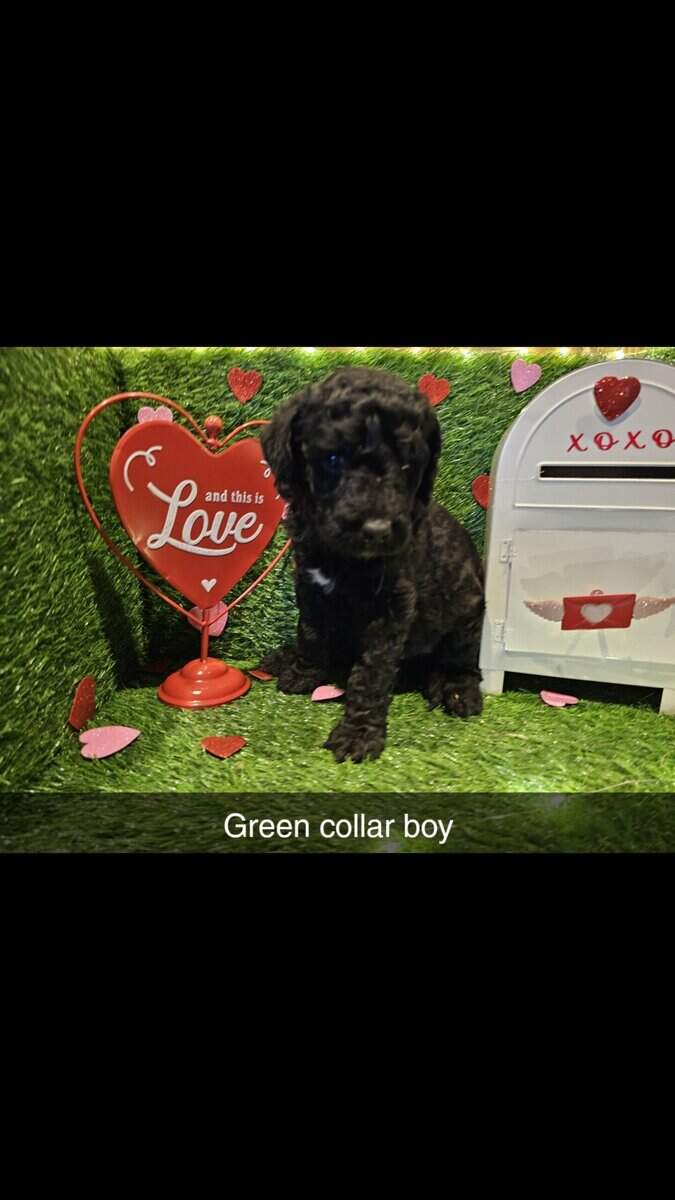 F1bb Standard Goldendoodles image 3