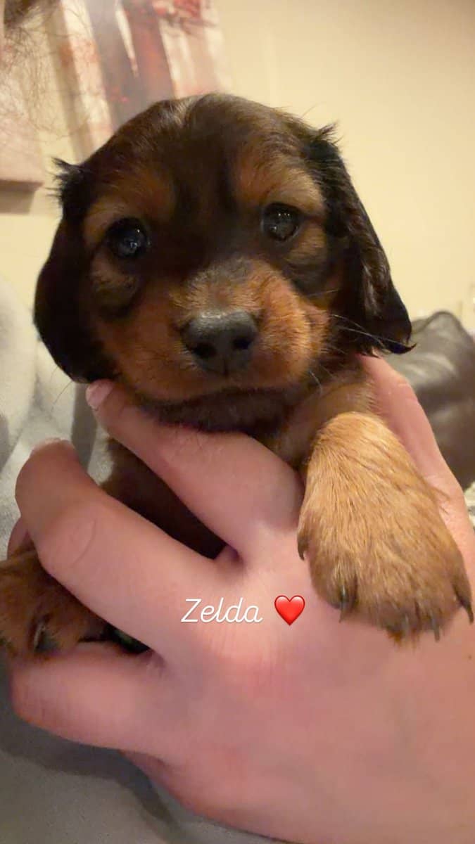 Miniature Purebred Dapple Dachshunds image 2