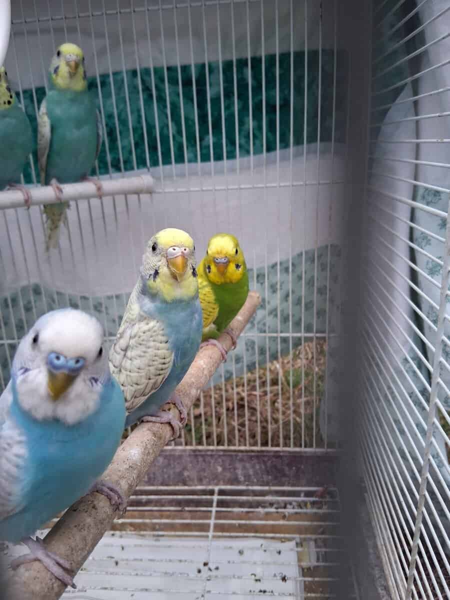 Budgies (Parakeets) image 3