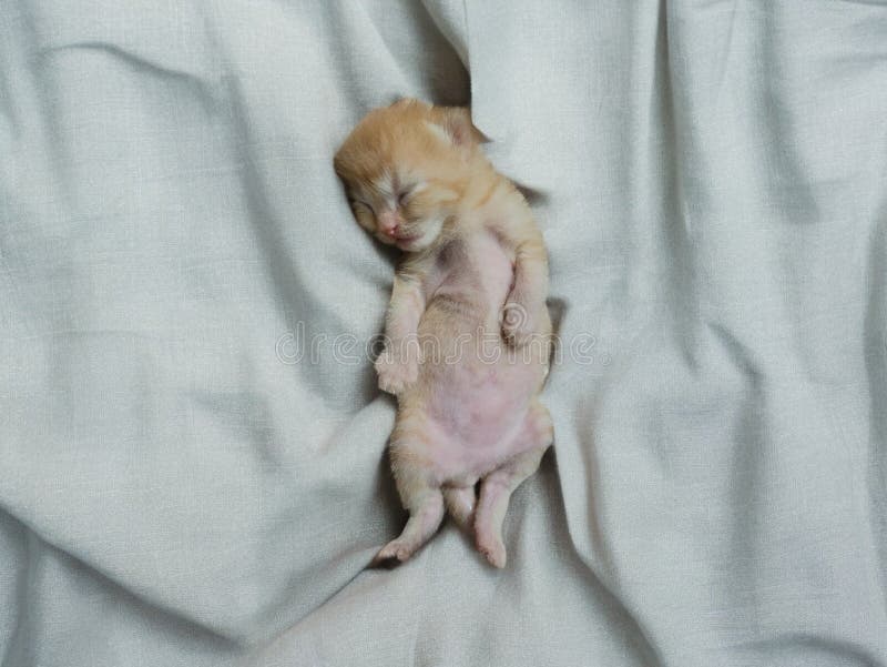 Furever Love image 6