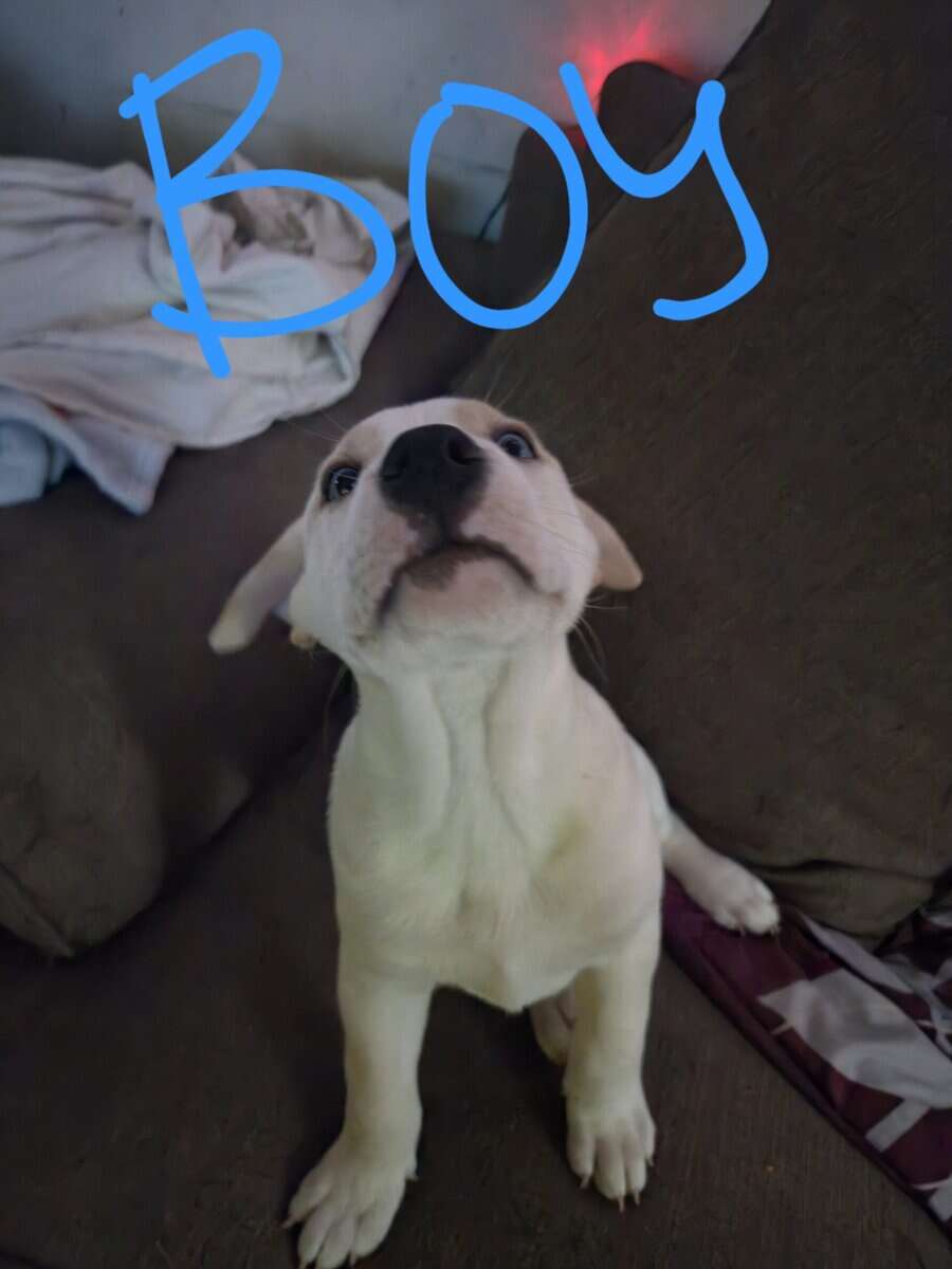 Husky/lab puppies image 4