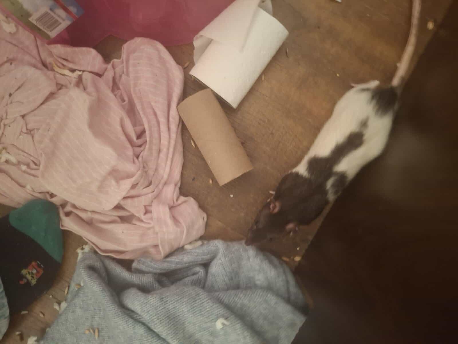 Cute rats and cage free to a loving home image 5