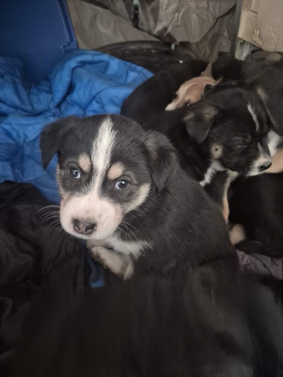 Blue Heeler Mom and German Shepherd Dad puppies image 10