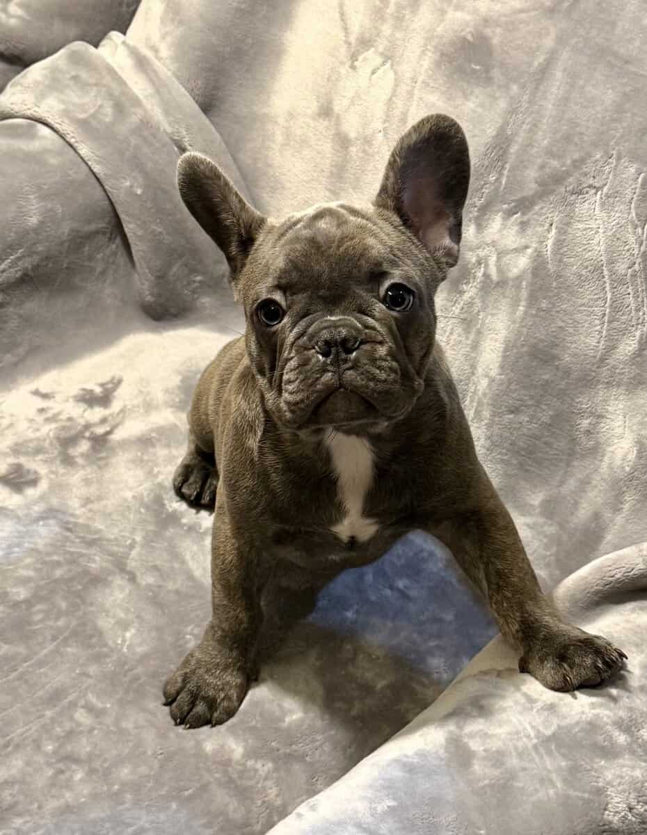 Cute frenchies image 5