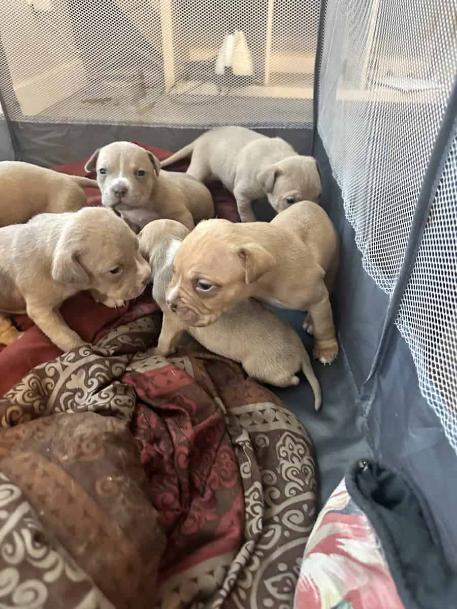 Pitbull Mastiff Babies for Valentine’s Day image 6