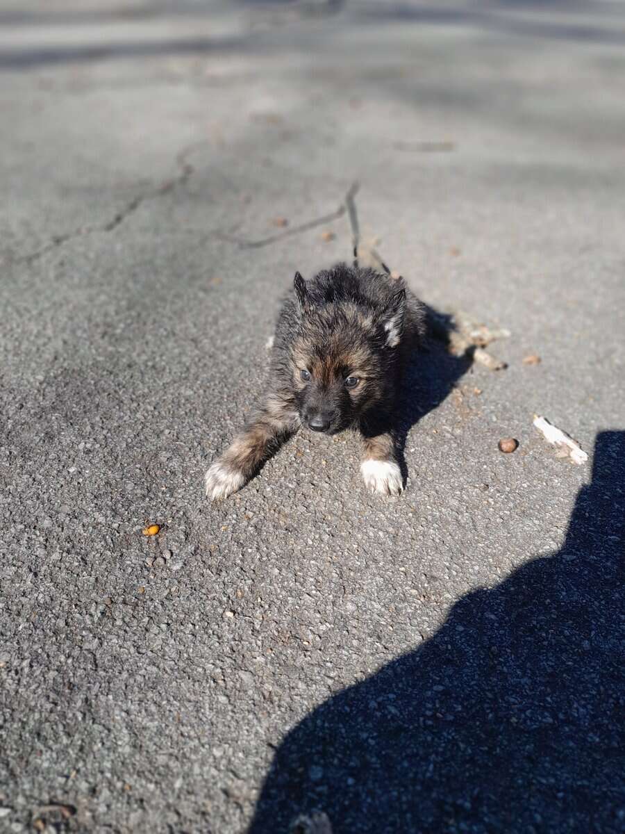 German sheperd/husky mix puppies ready to be rehom image 8