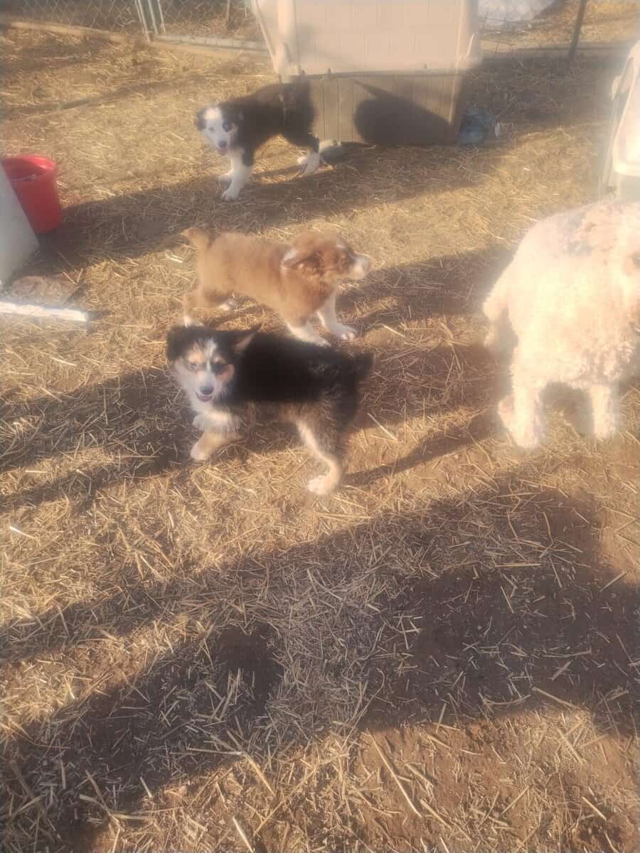 Mini Australian Shepherd puppies image 1