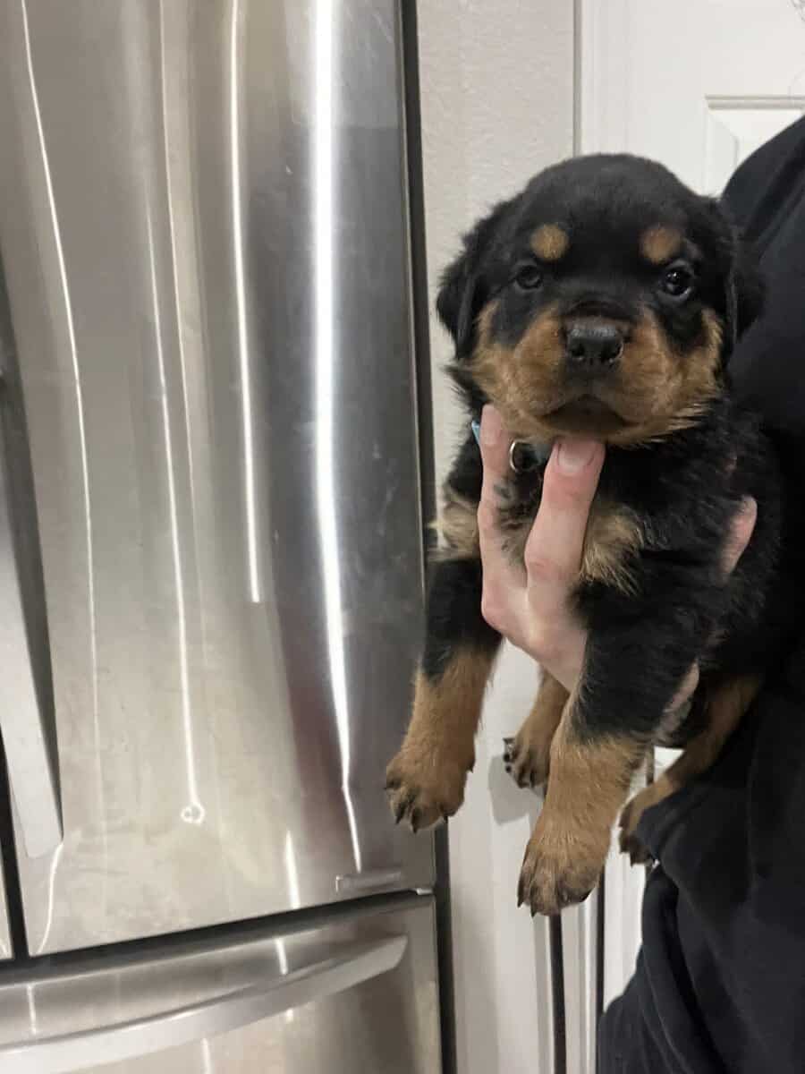 Light Blue Collar Rottweiler image 1