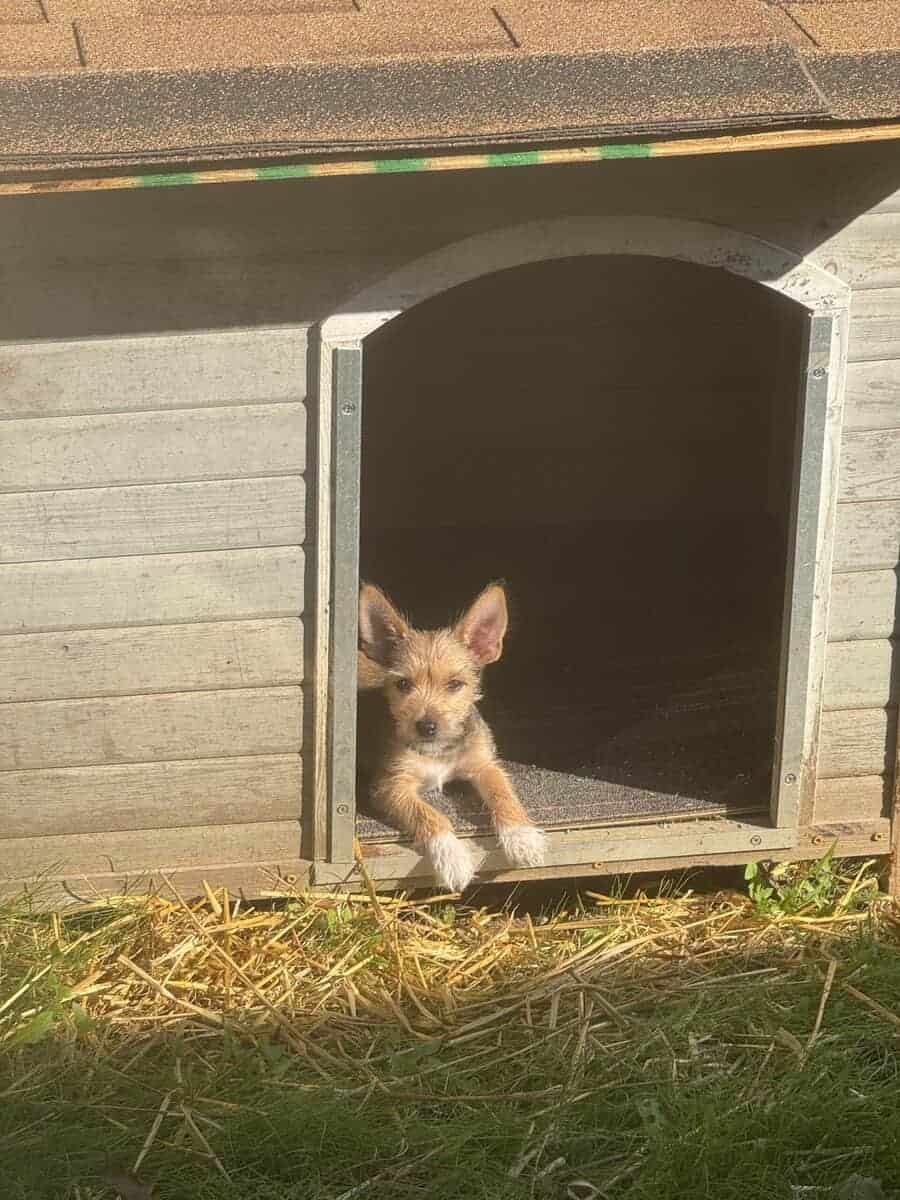 Chorkie male puppy image 1