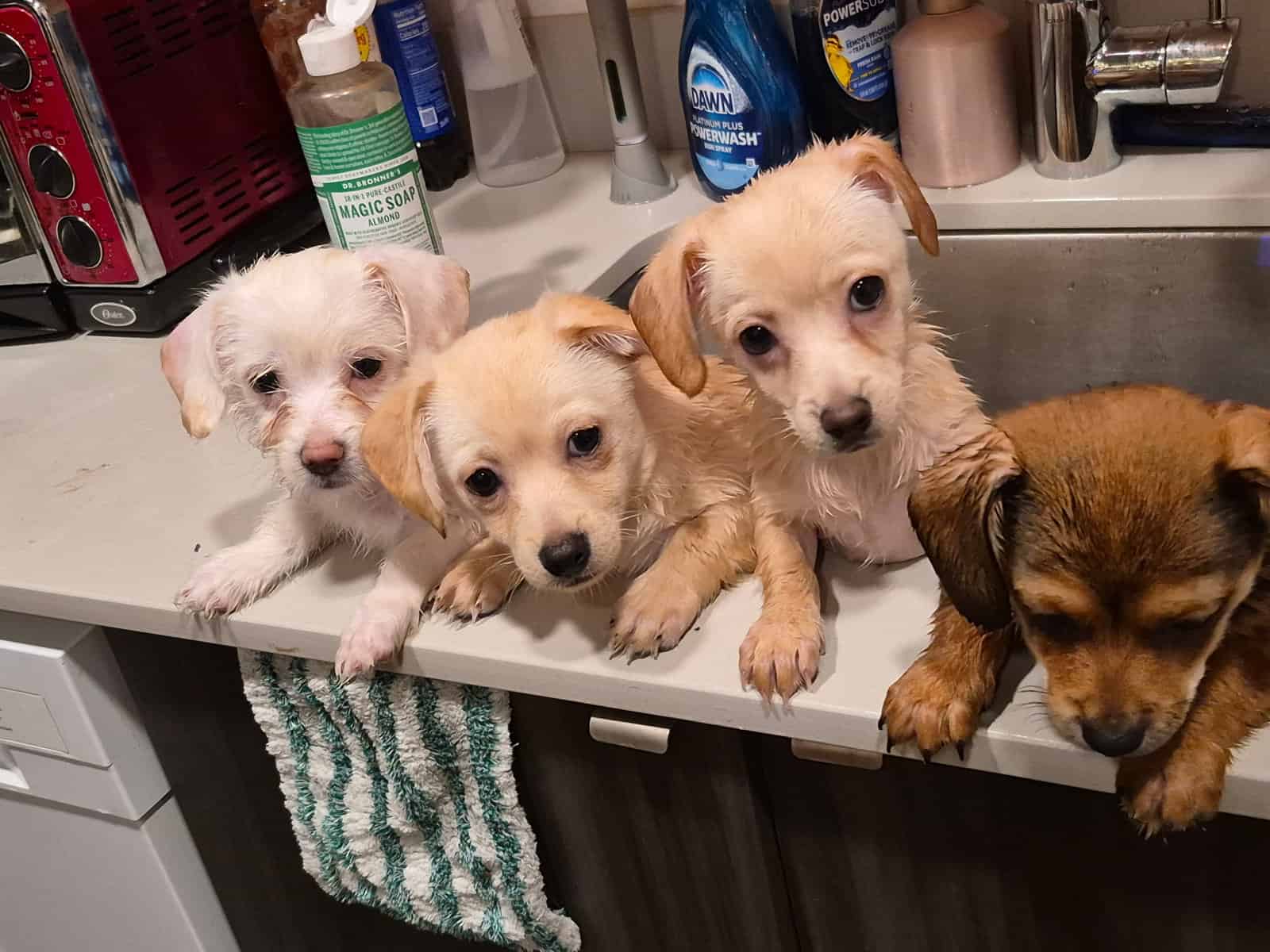 Puppies needing forever home!!! image 4