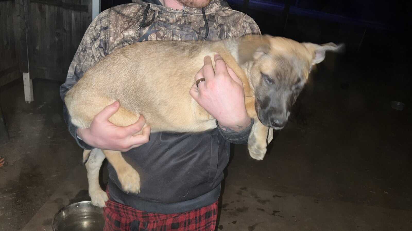 Puppies for sale! image 5