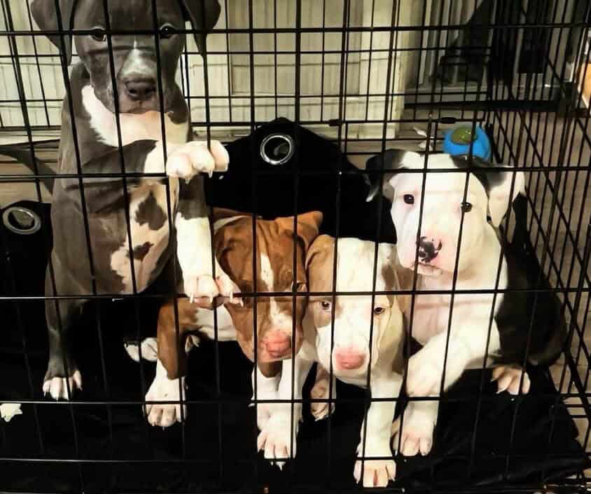 Beautiful American Staffordshire Terrier Puppies. image 9