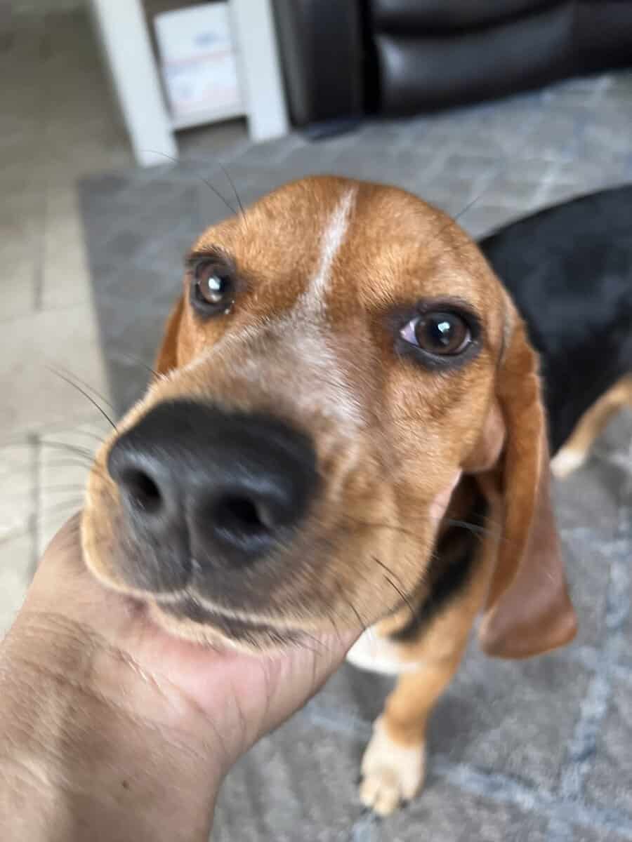 Male Purebred Beagle Seeking a Loving Home image 2