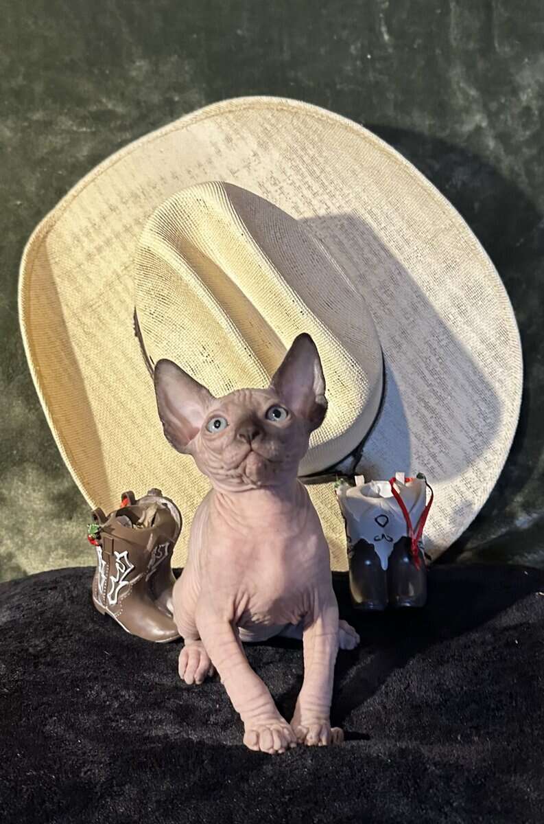 Sphynx babies image 4