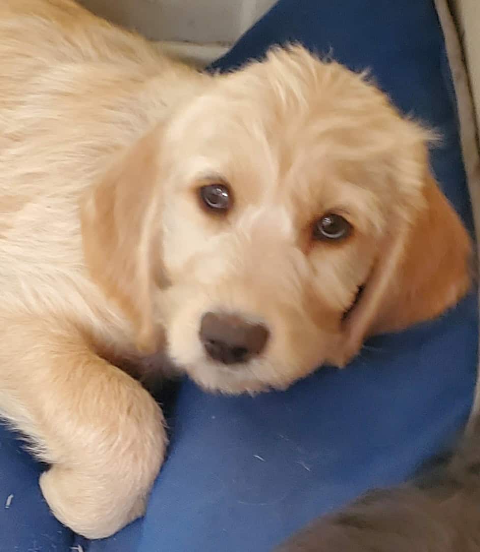 Labradoodle Puppies image 1