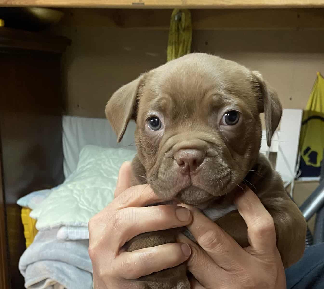 American bully image 1