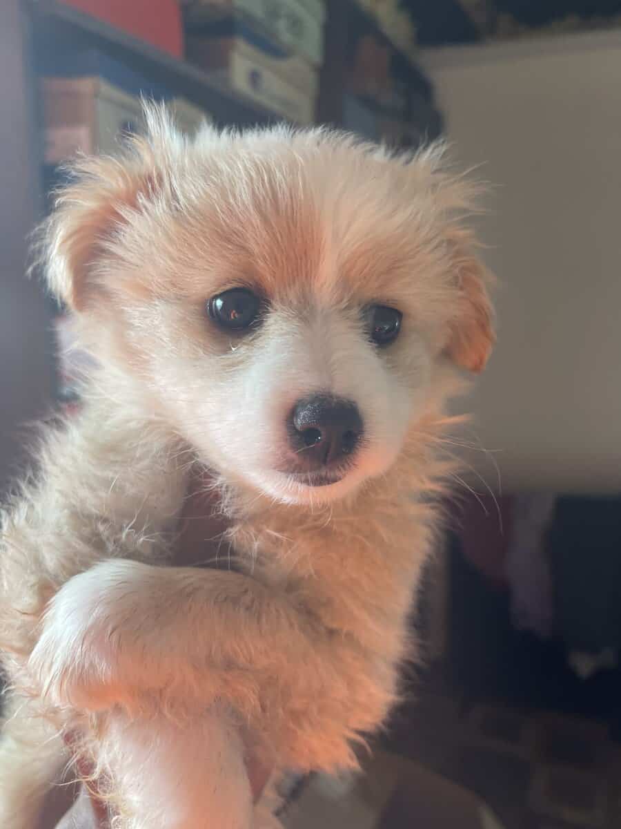 Pomeranian Puppies image 3