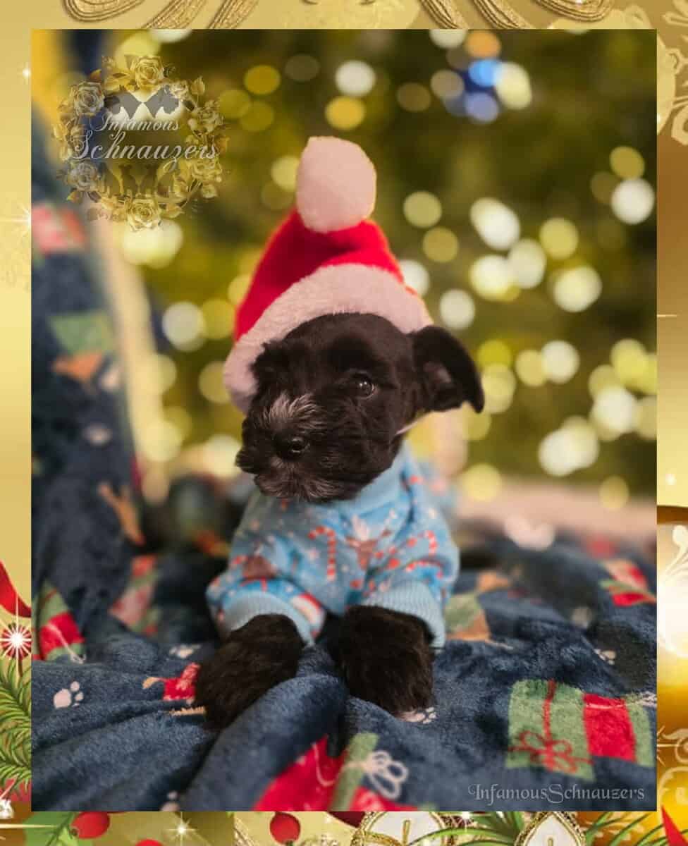 Miniature Schnauzer image 3