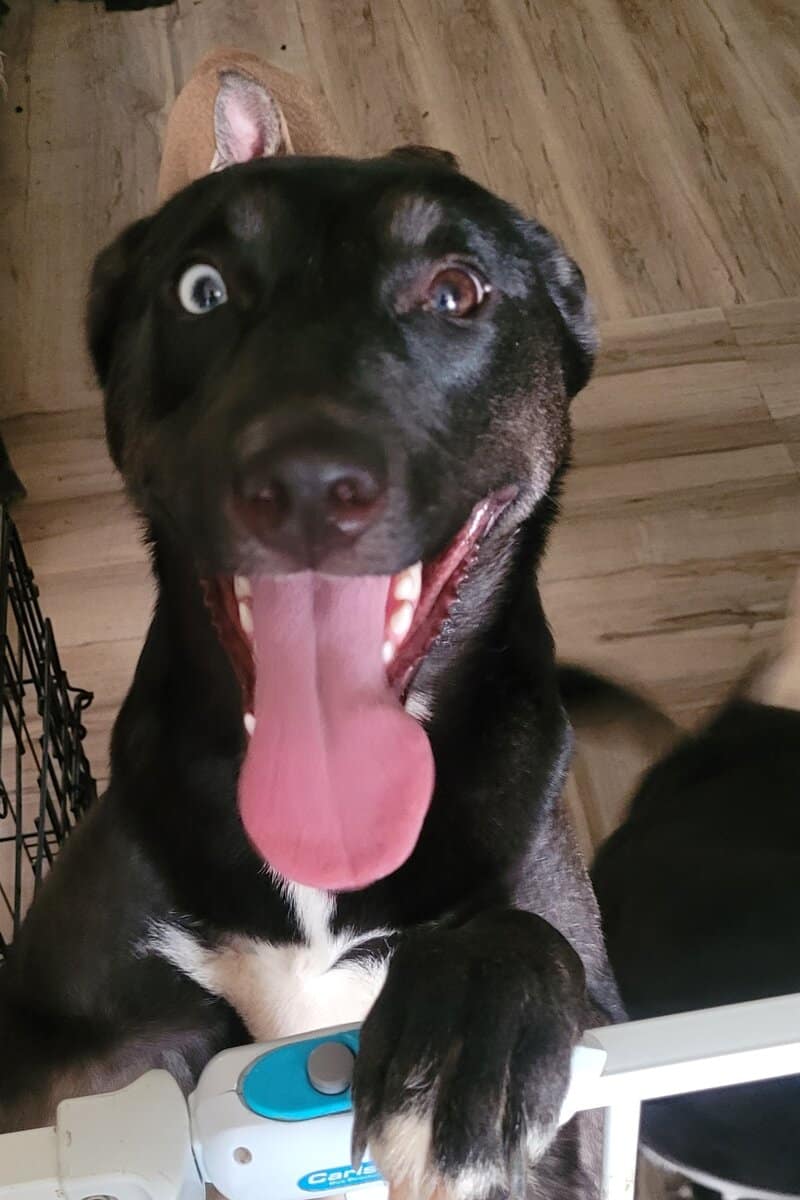 Free Husky Pitbull Terrier image 7