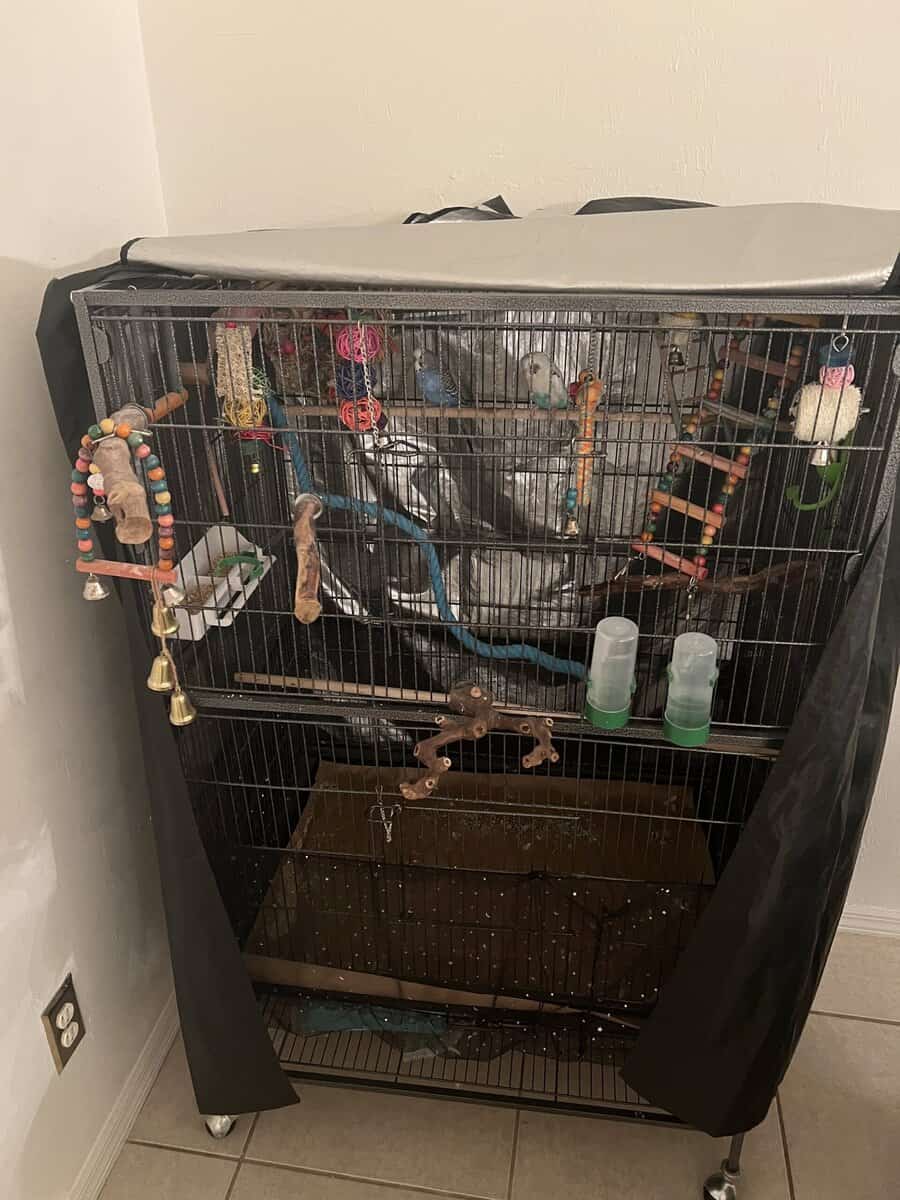 Two Parakeets for $75 plus cage and toys image 2