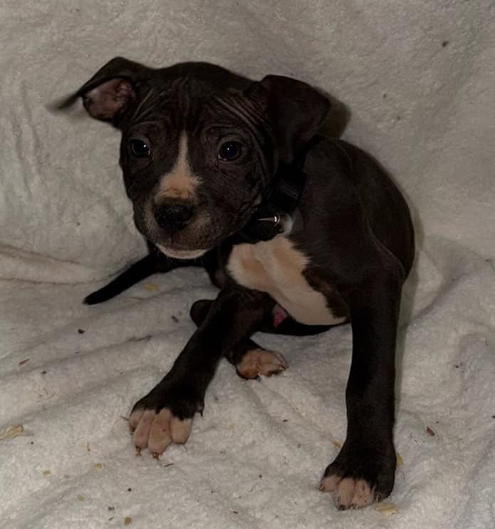 Bully Pit Puppies - Looking For A Loving Home image 4