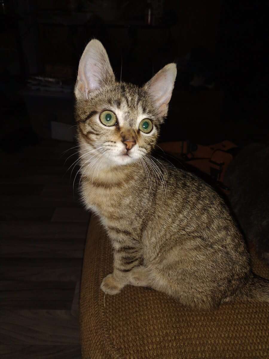 Free kitten ready for a forever home image 1