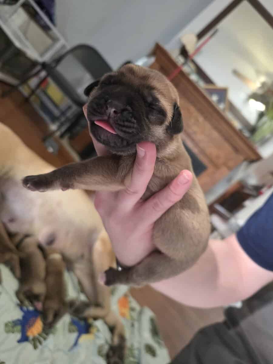 English mastiffs puppies for sale image 12