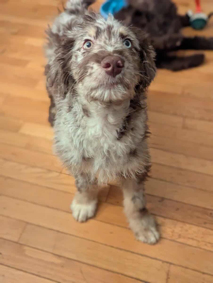 Aussie Doodle Pups - Ready for Home! image 3