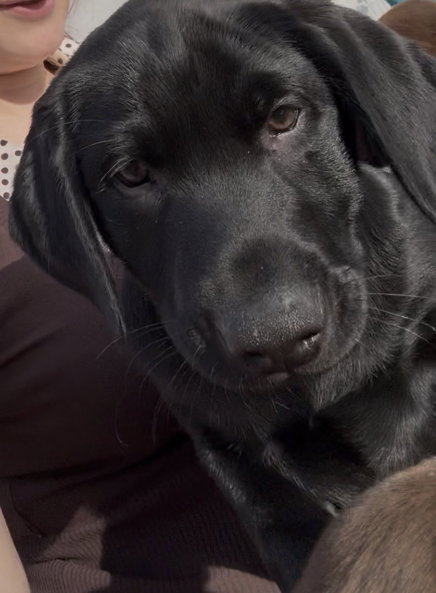 Female American Black Labrador Puppy image 3