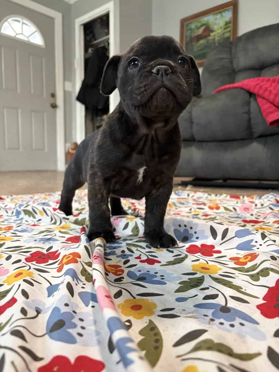 French English Bulldog puppies image 20