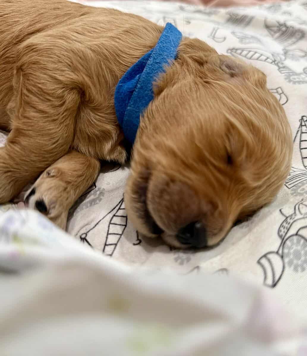 Goldendoodle Puppies - Super Cute! image 5