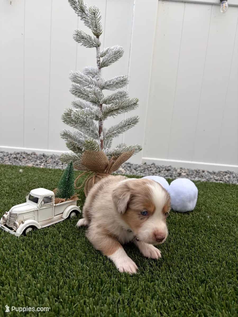 Red Merle - Mini Australian Sherpard image 2